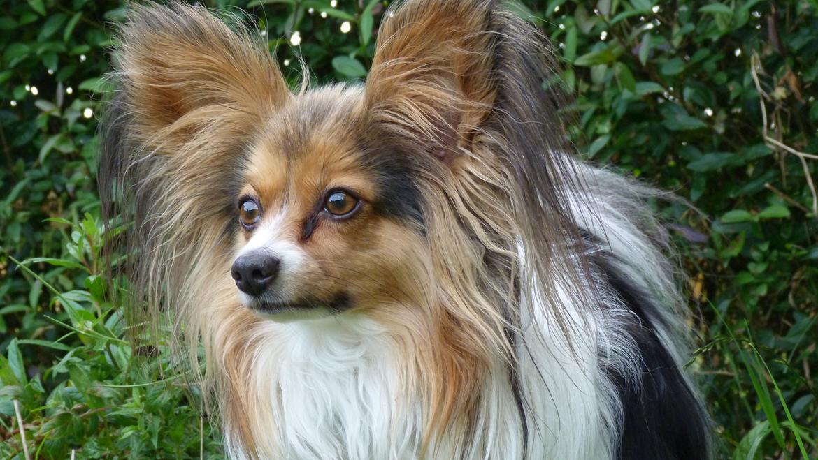 Papillon Vaks (den mad glade lort) billede 17
