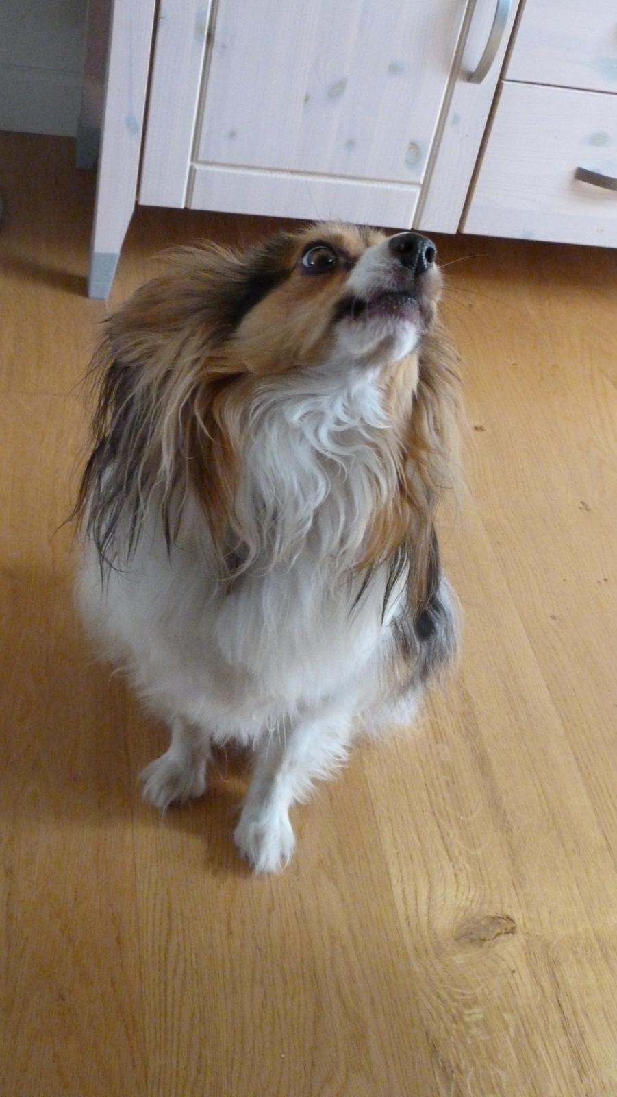 Papillon Vaks (den mad glade lort) billede 19