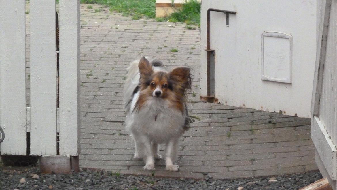 Papillon Vaks (den mad glade lort) billede 20