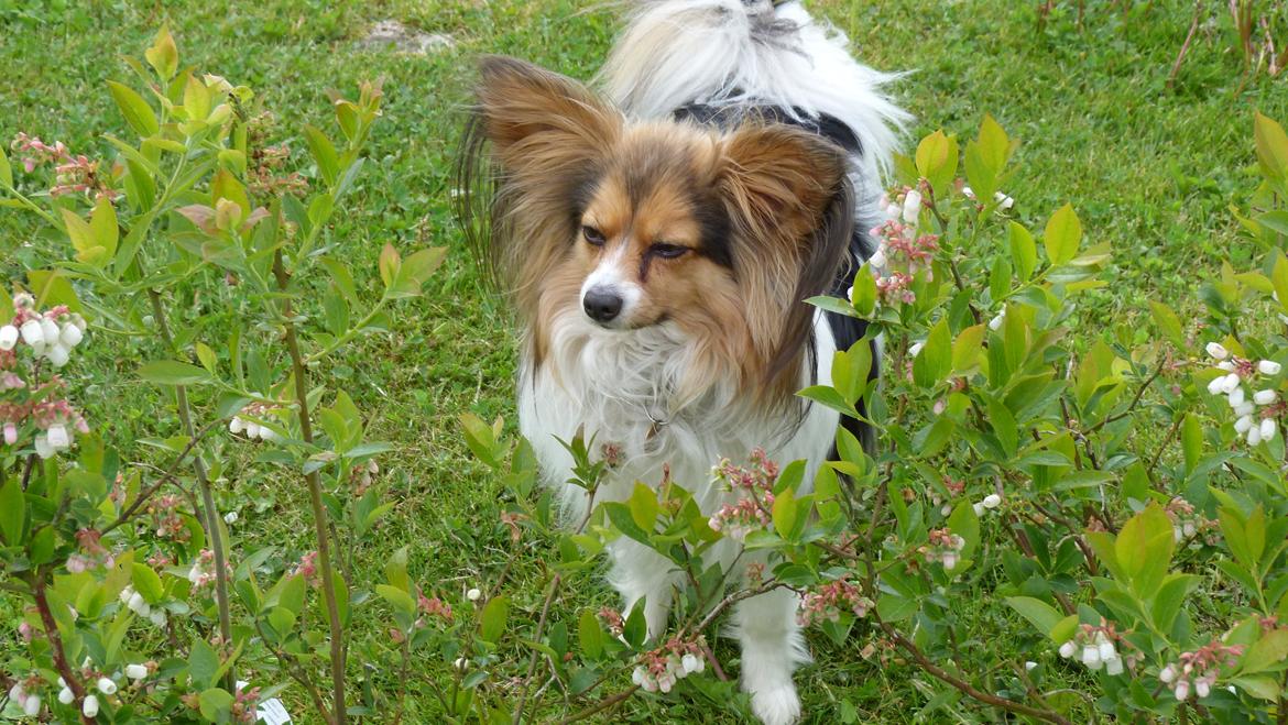 Papillon Vaks (den mad glade lort) billede 21