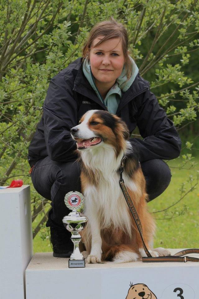 Border collie Spot - DKLPCH, Esbjerg, 2012 billede 2