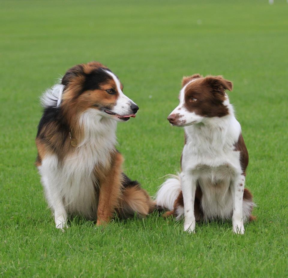 Border collie Spot billede 4