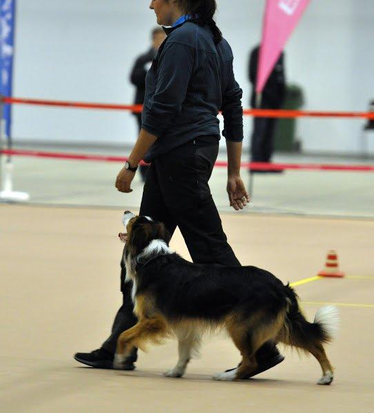 Border collie Spot - Årets Hund konkurrencen 2012 billede 5