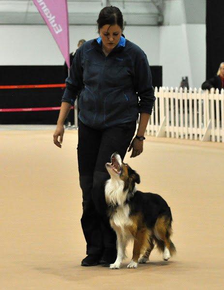 Border collie Spot - Årets Hund konkurrencen 2012 billede 6