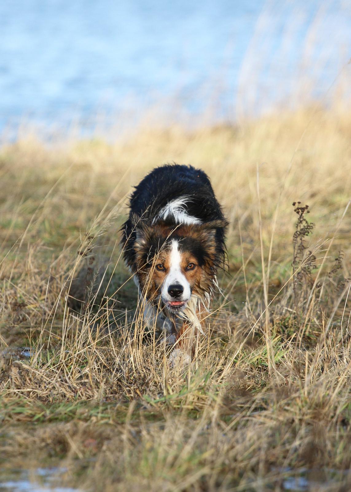 Border collie Spot billede 1