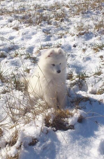 Samojedhund J. CH Cabaka's Yang yang (Bamse) billede 13