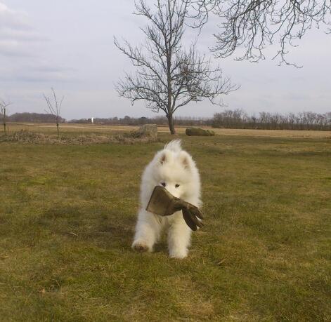 Samojedhund J. CH Cabaka's Yang yang (Bamse) billede 7