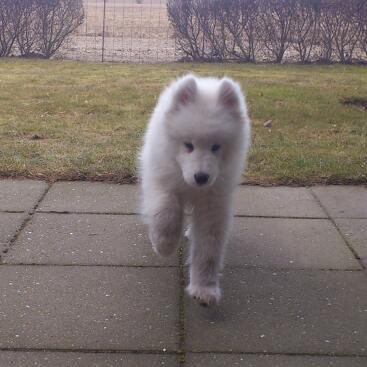 Samojedhund J. CH Cabaka's Yang yang (Bamse) billede 9