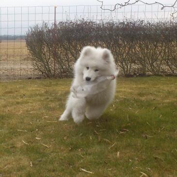 Samojedhund J. CH Cabaka's Yang yang (Bamse) billede 8