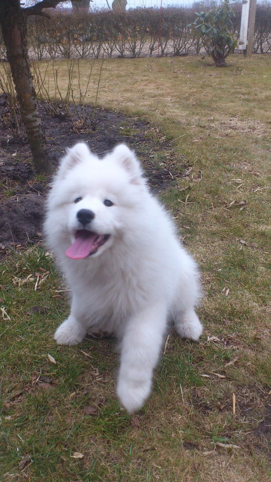 Samojedhund J. CH Cabaka's Yang yang (Bamse) billede 10