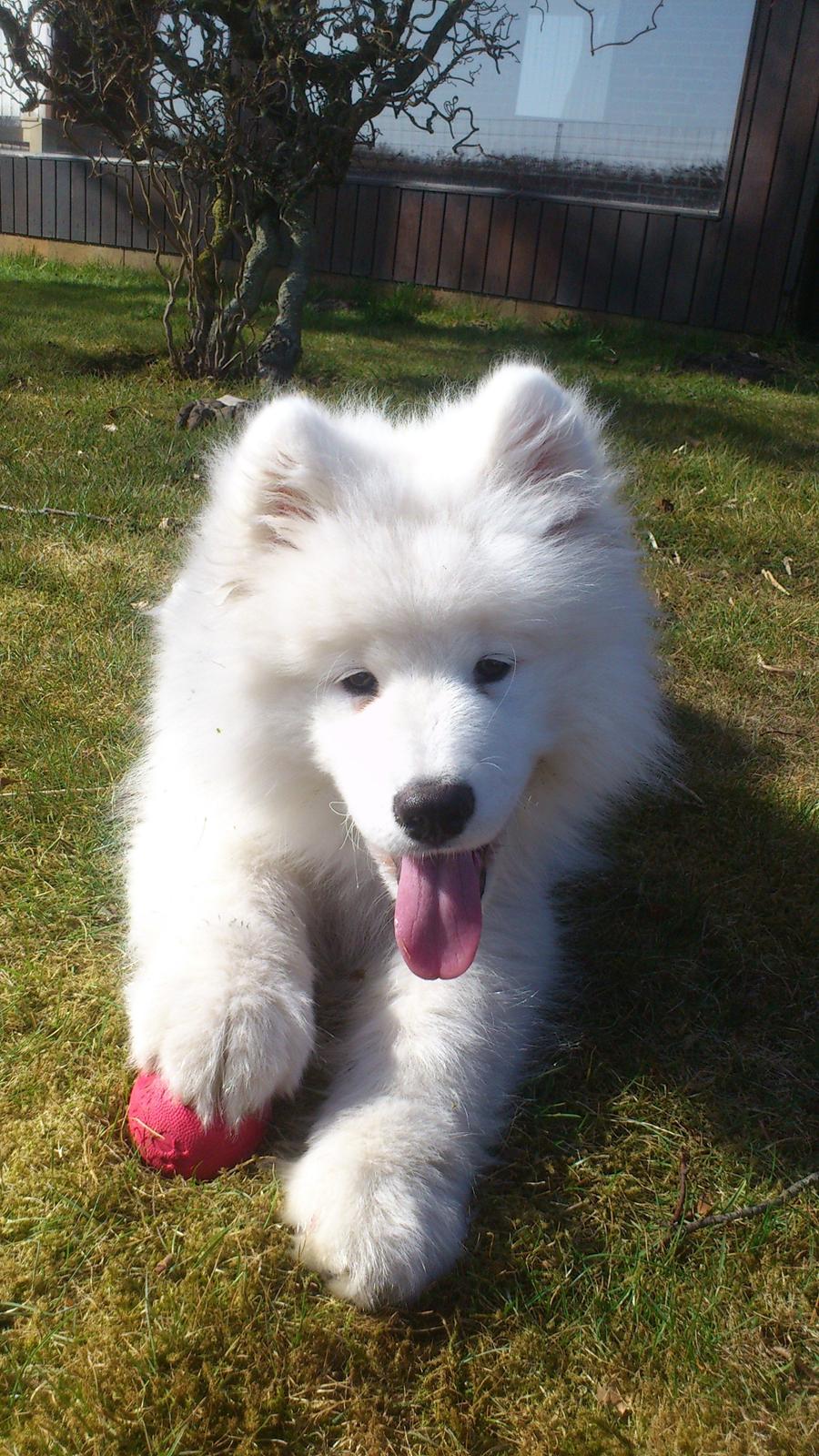 Samojedhund J. CH Cabaka's Yang yang (Bamse) billede 4
