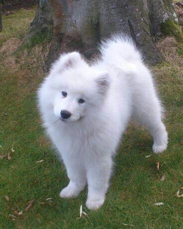 Samojedhund J. CH Cabaka's Yang yang (Bamse) billede 1