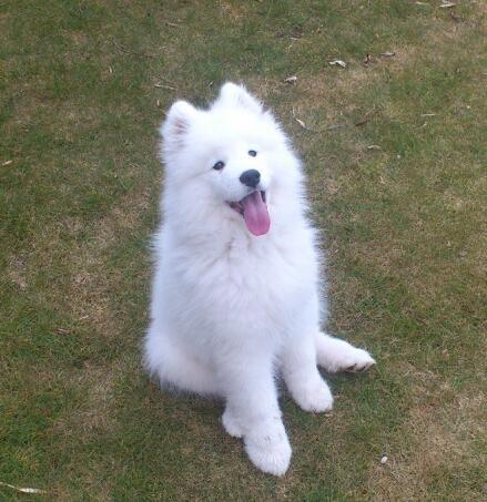 Samojedhund J. CH Cabaka's Yang yang (Bamse) billede 11