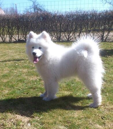 Samojedhund J. CH Cabaka's Yang yang (Bamse) billede 2