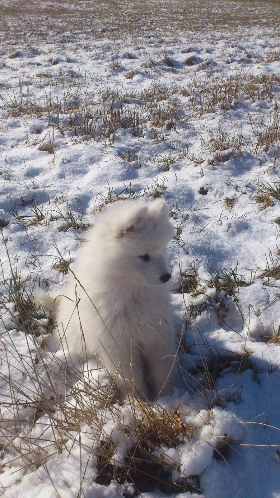 Samojedhund J. CH Cabaka's Yang yang (Bamse) billede 12