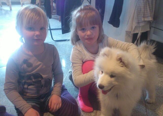 Samojedhund J. CH Cabaka's Yang yang (Bamse) billede 14