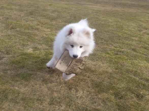 Samojedhund J. CH Cabaka's Yang yang (Bamse) billede 15