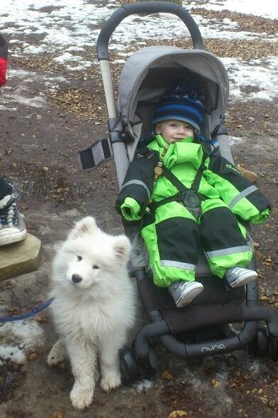 Samojedhund J. CH Cabaka's Yang yang (Bamse) billede 16