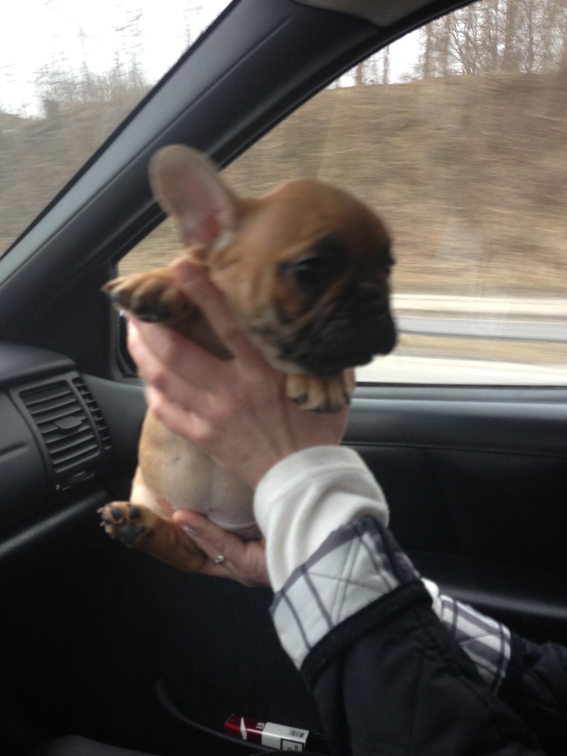 Fransk bulldog Mason - På vej til mit nye hjem :-) billede 2