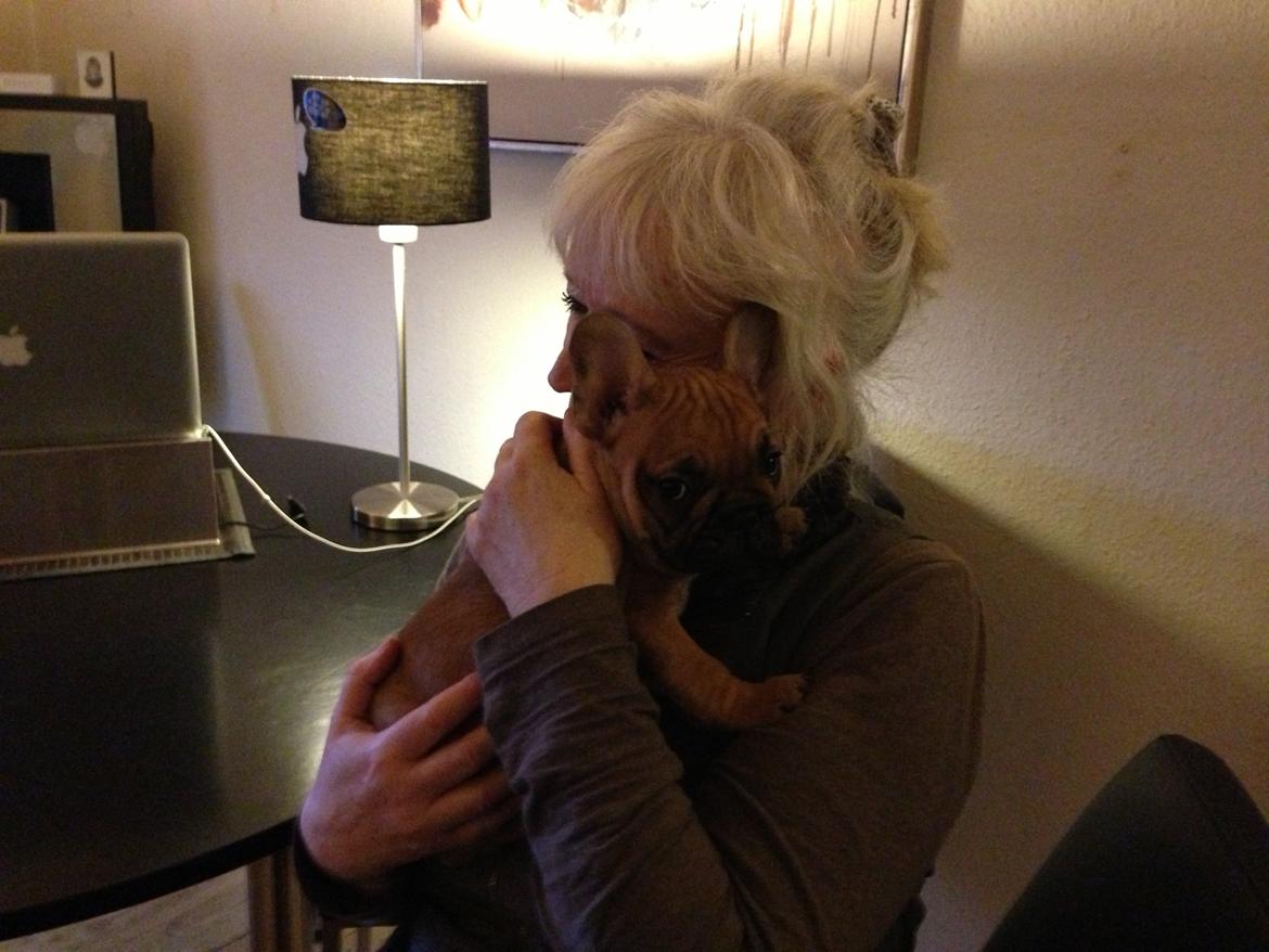 Fransk bulldog Mason - Første møde med bedstemor :-)
 billede 3
