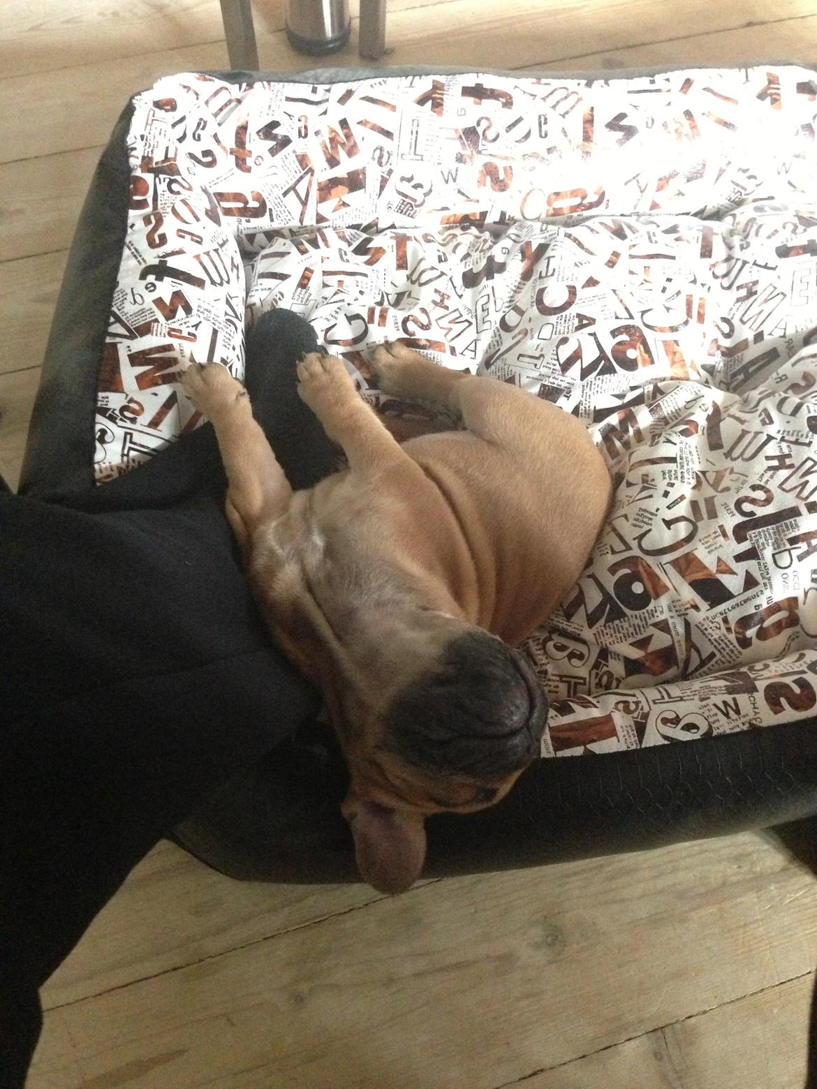 Fransk bulldog Mason - Sover efter en masse leg i haven :-) billede 11