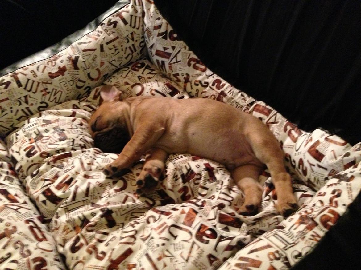 Fransk bulldog Mason - Min nye seng :-) billede 12