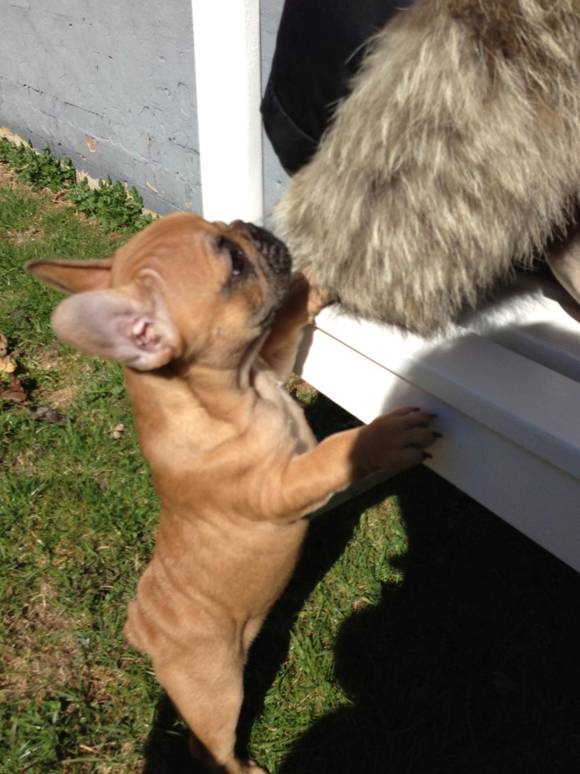 Fransk bulldog Mason - Hmm, den ser spændene ud din jakke far :-) billede 15