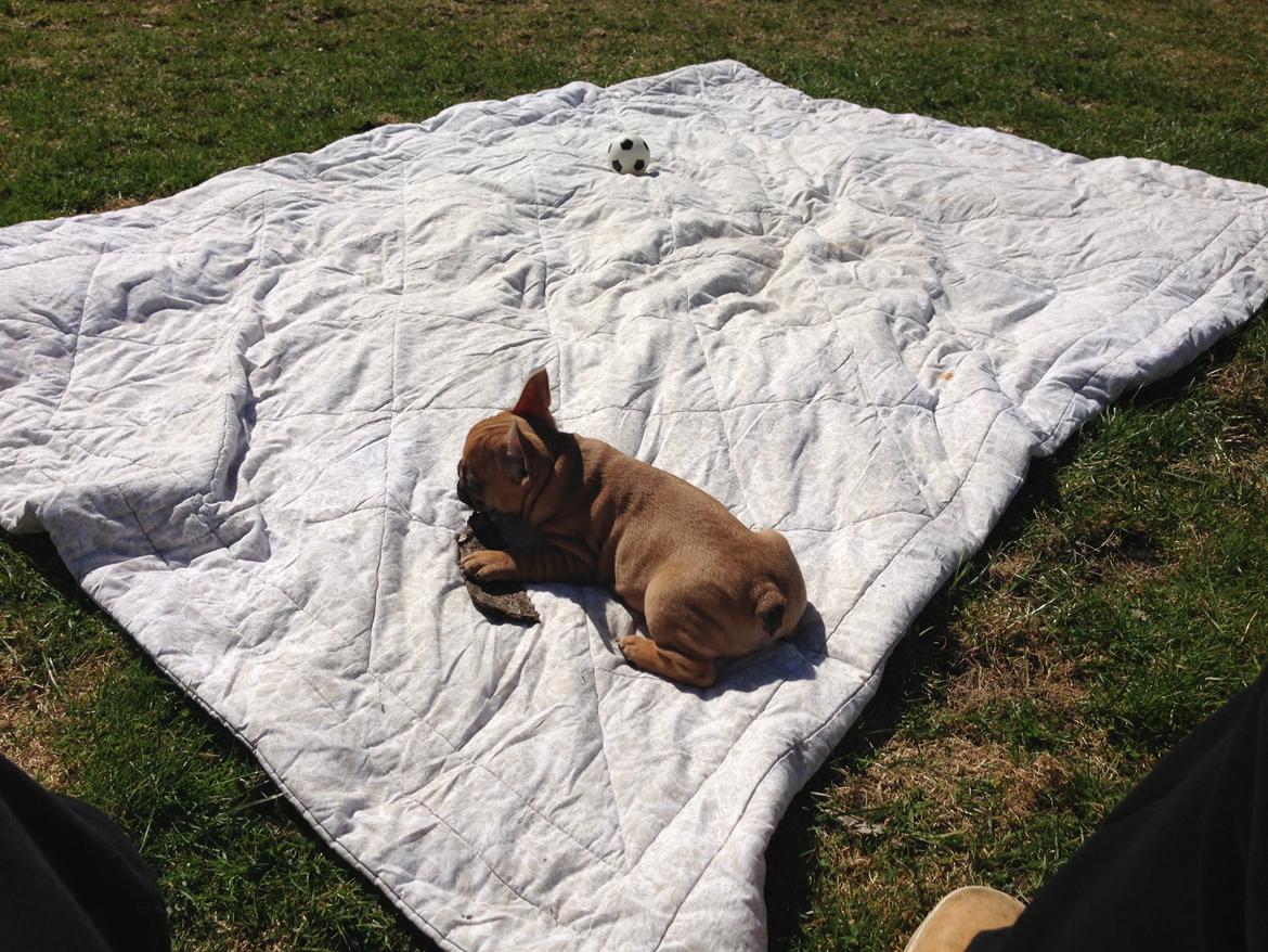 Fransk bulldog Mason - Flader ud under solen :-) billede 16