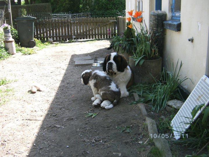 Sankt bernhardshund Rabomba Anton - Anton says: Bullit is all mine billede 5