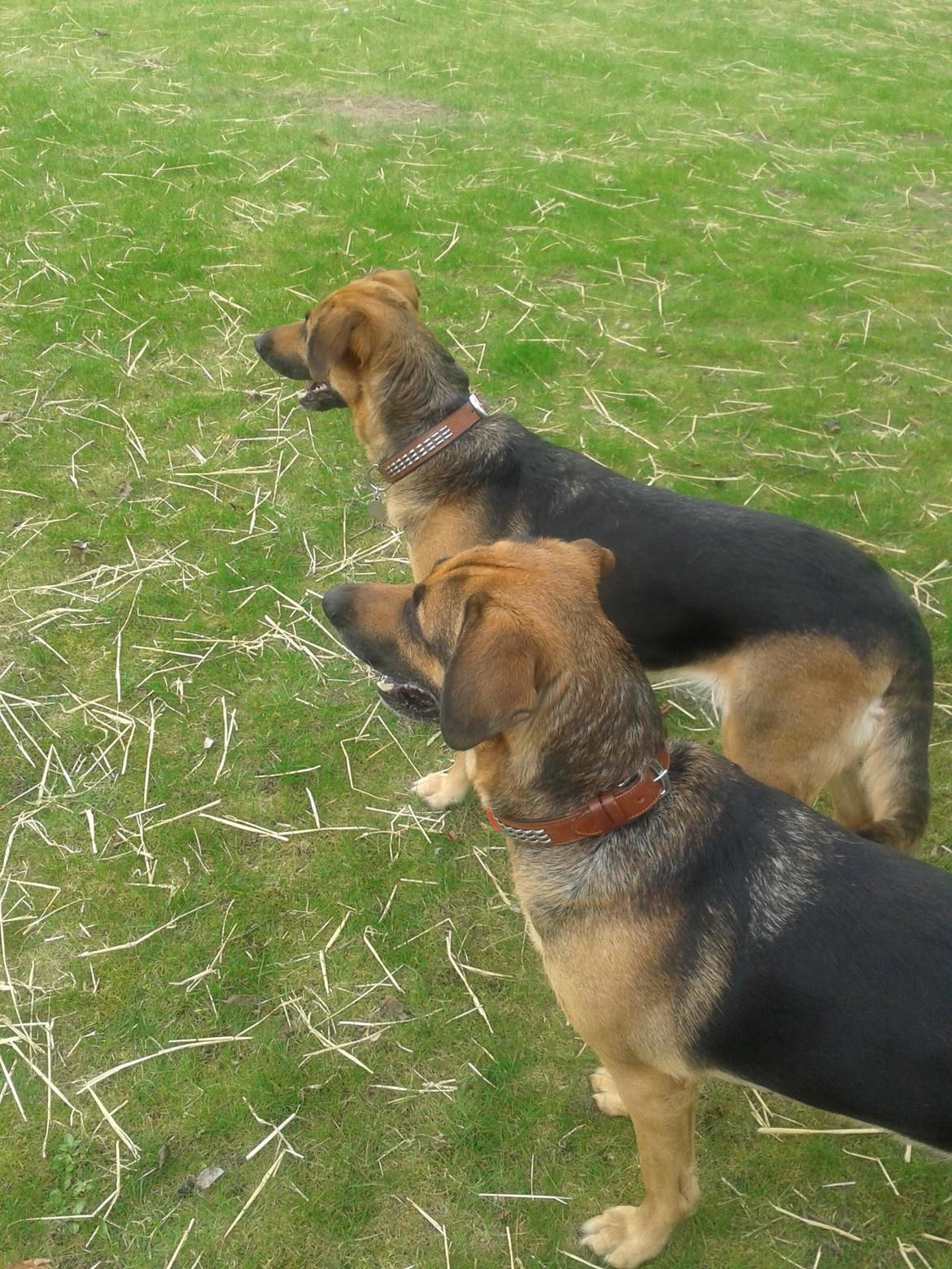 Blanding af racer Maggi billede 2