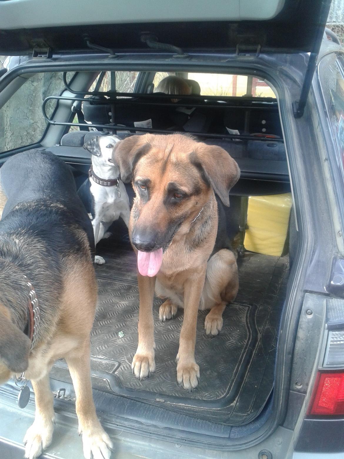 Blanding af racer Maggi billede 3