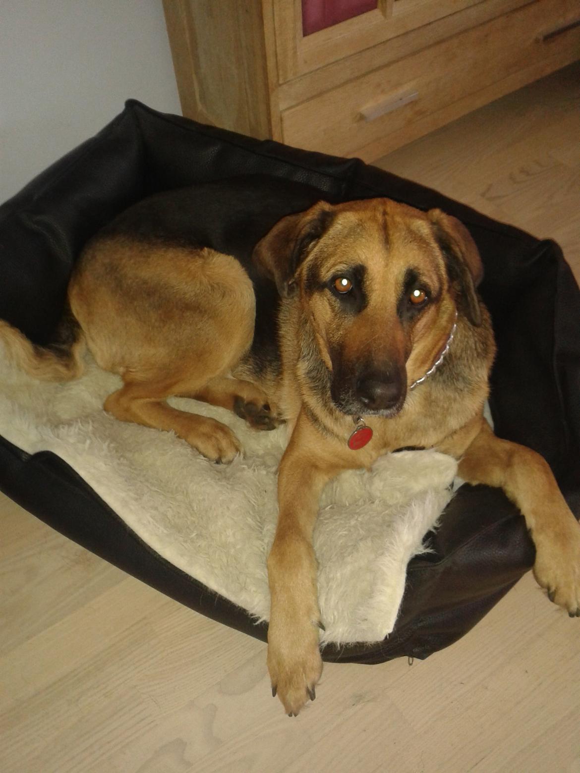 Blanding af racer Maggi billede 4