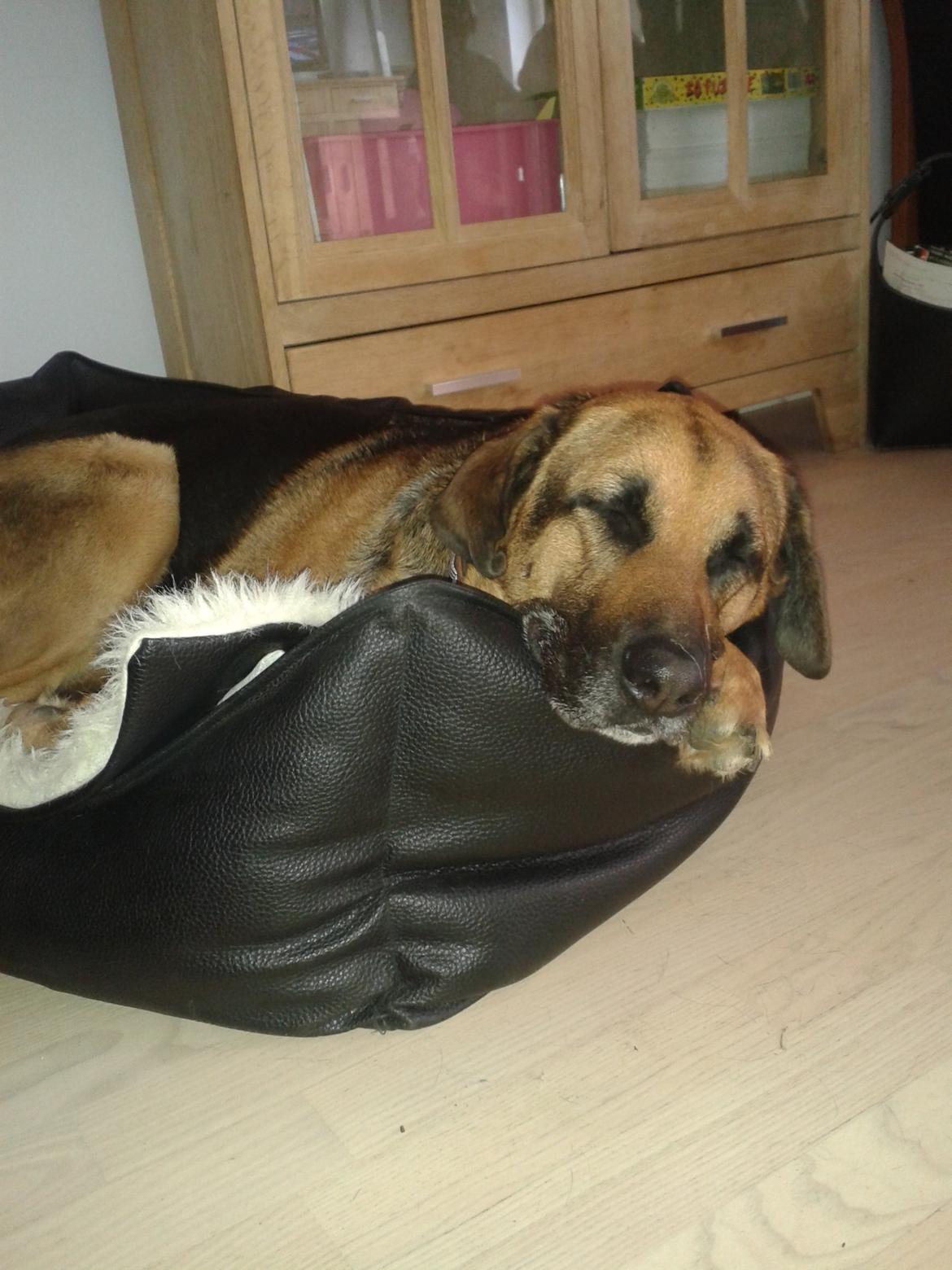 Blanding af racer Maggi billede 5