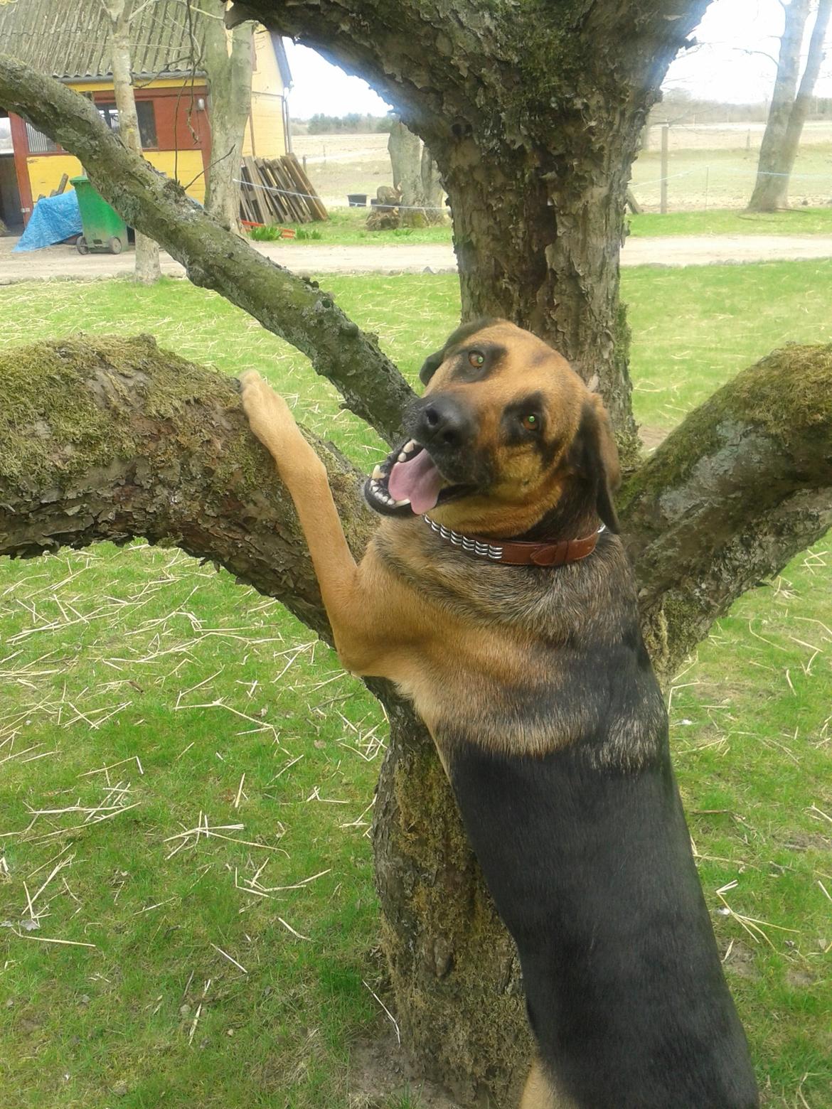 Blanding af racer Maggi billede 6