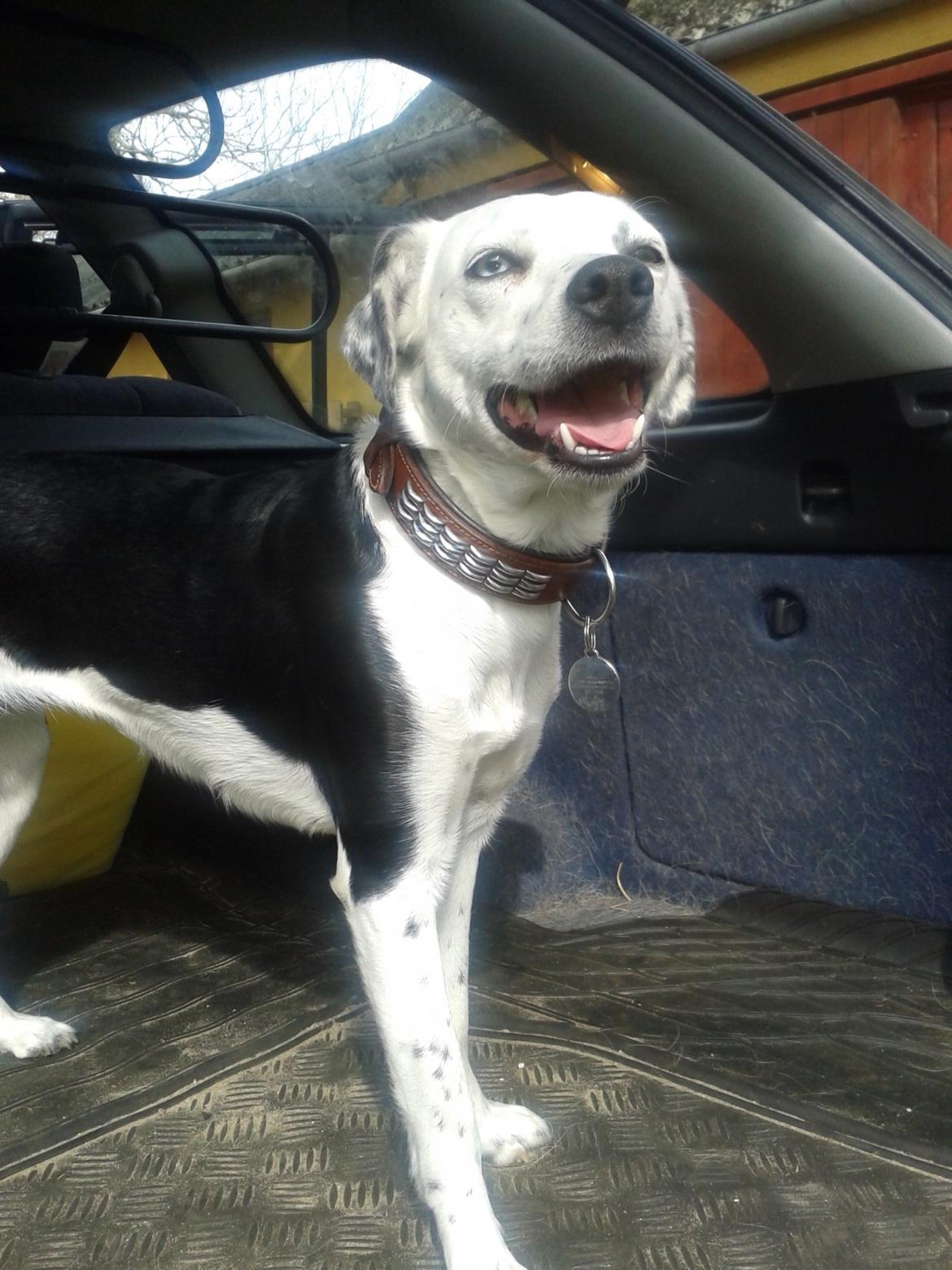 Blanding af racer Mille billede 1