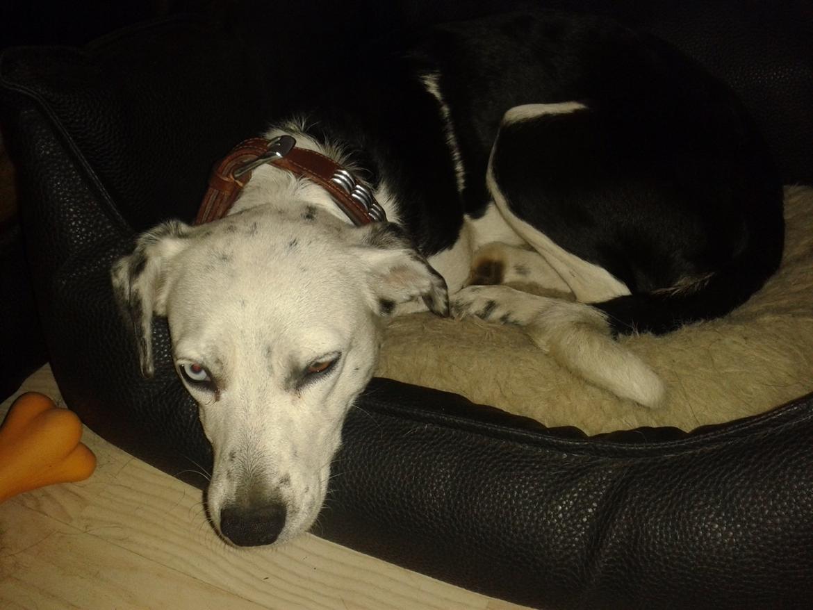 Blanding af racer Mille billede 2