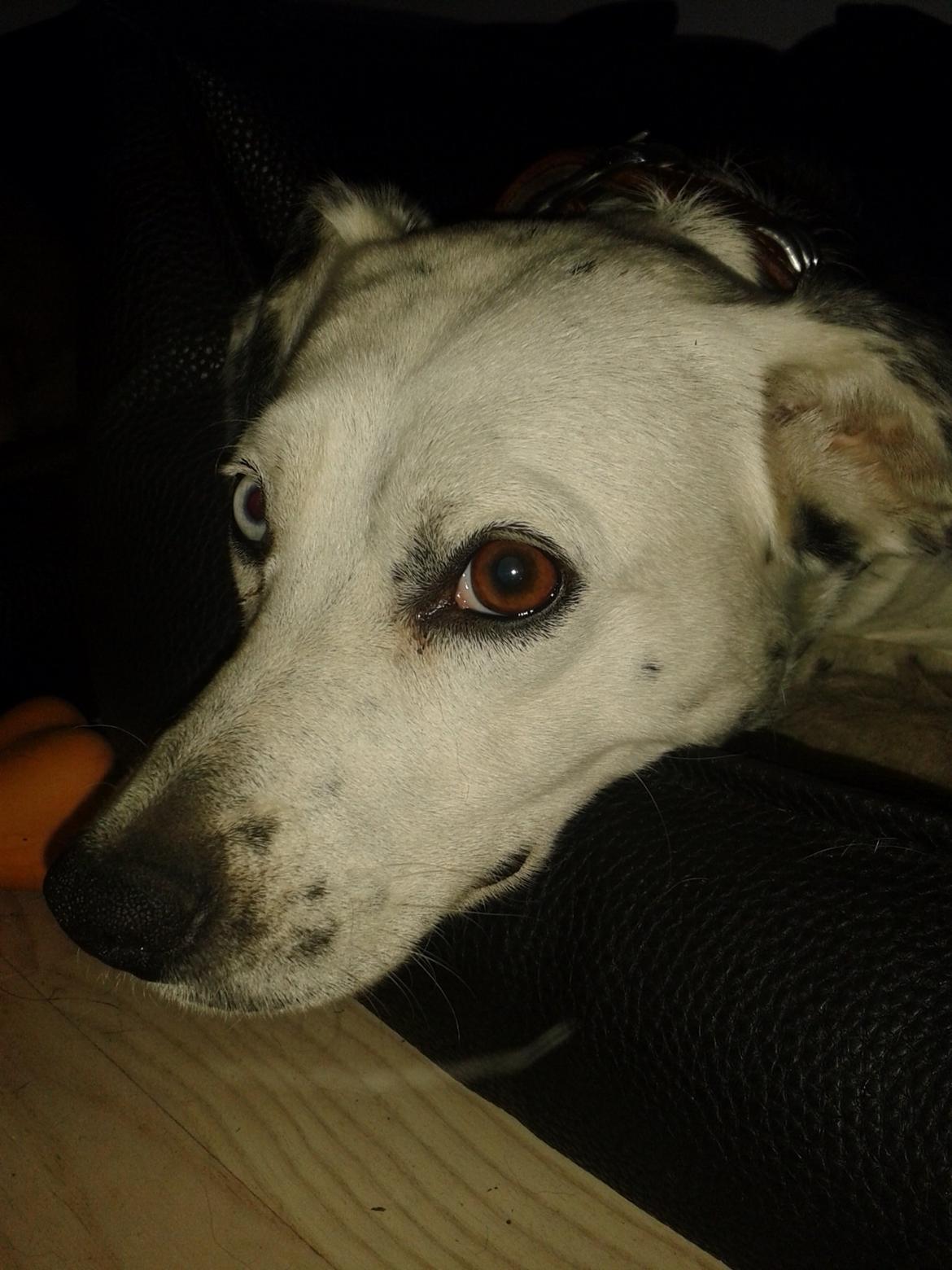 Blanding af racer Mille billede 3