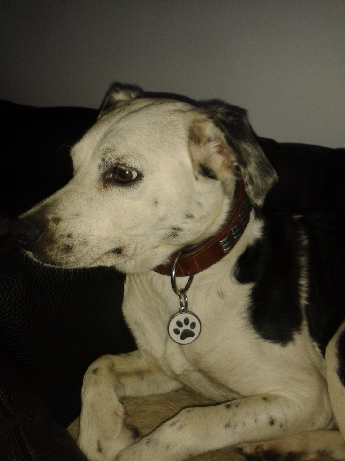 Blanding af racer Mille billede 4