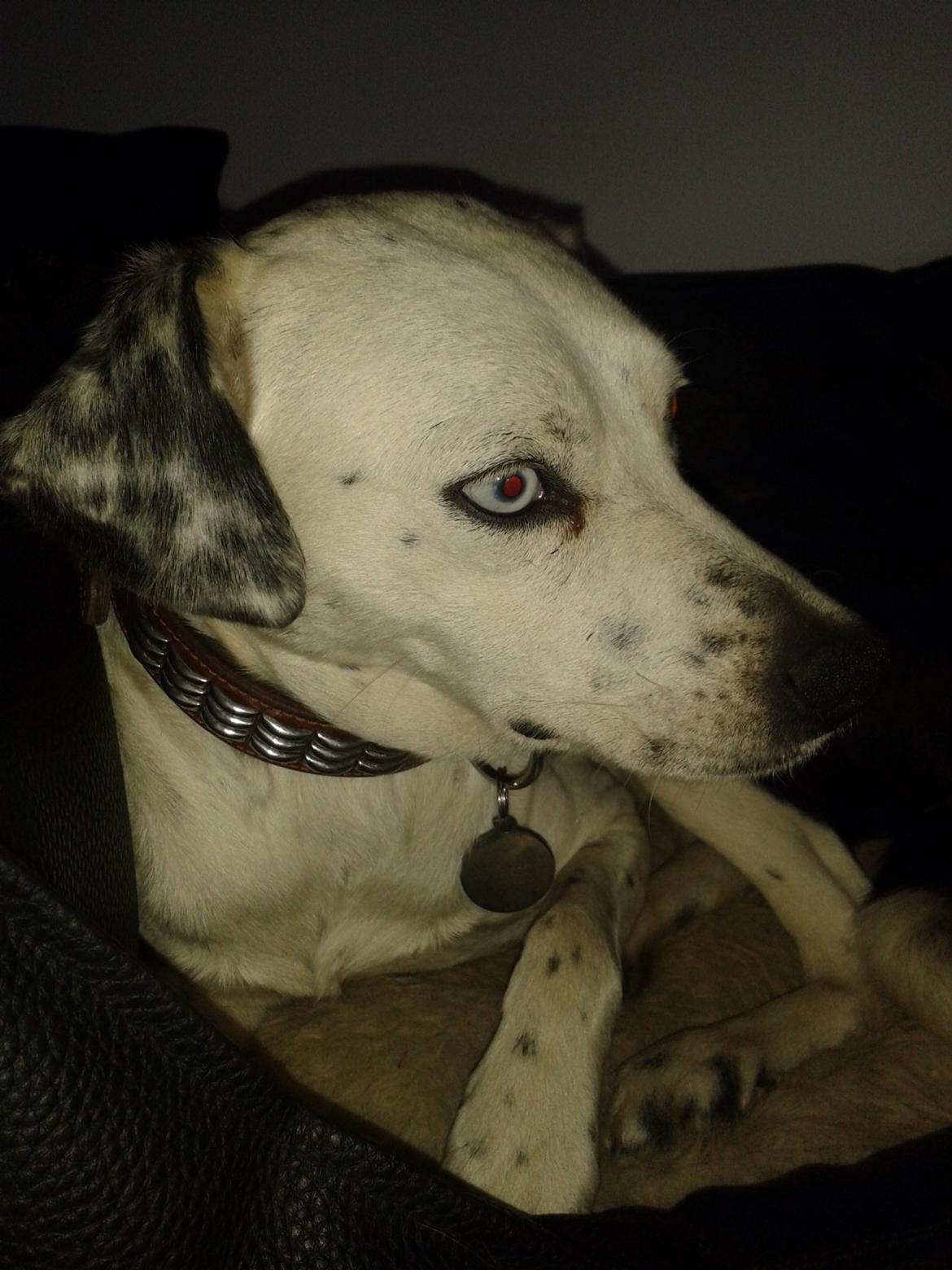 Blanding af racer Mille billede 5