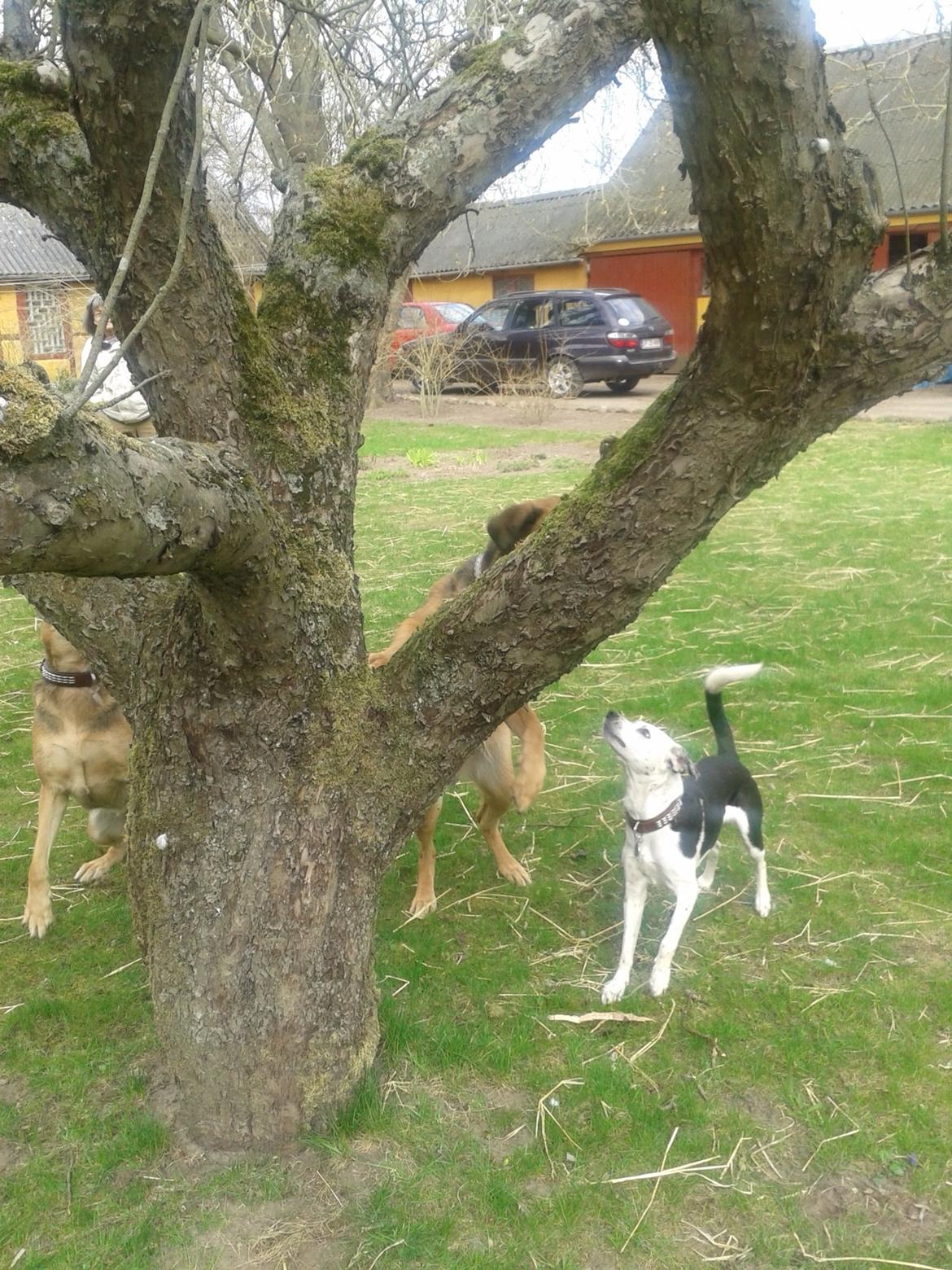 Blanding af racer Mille billede 6