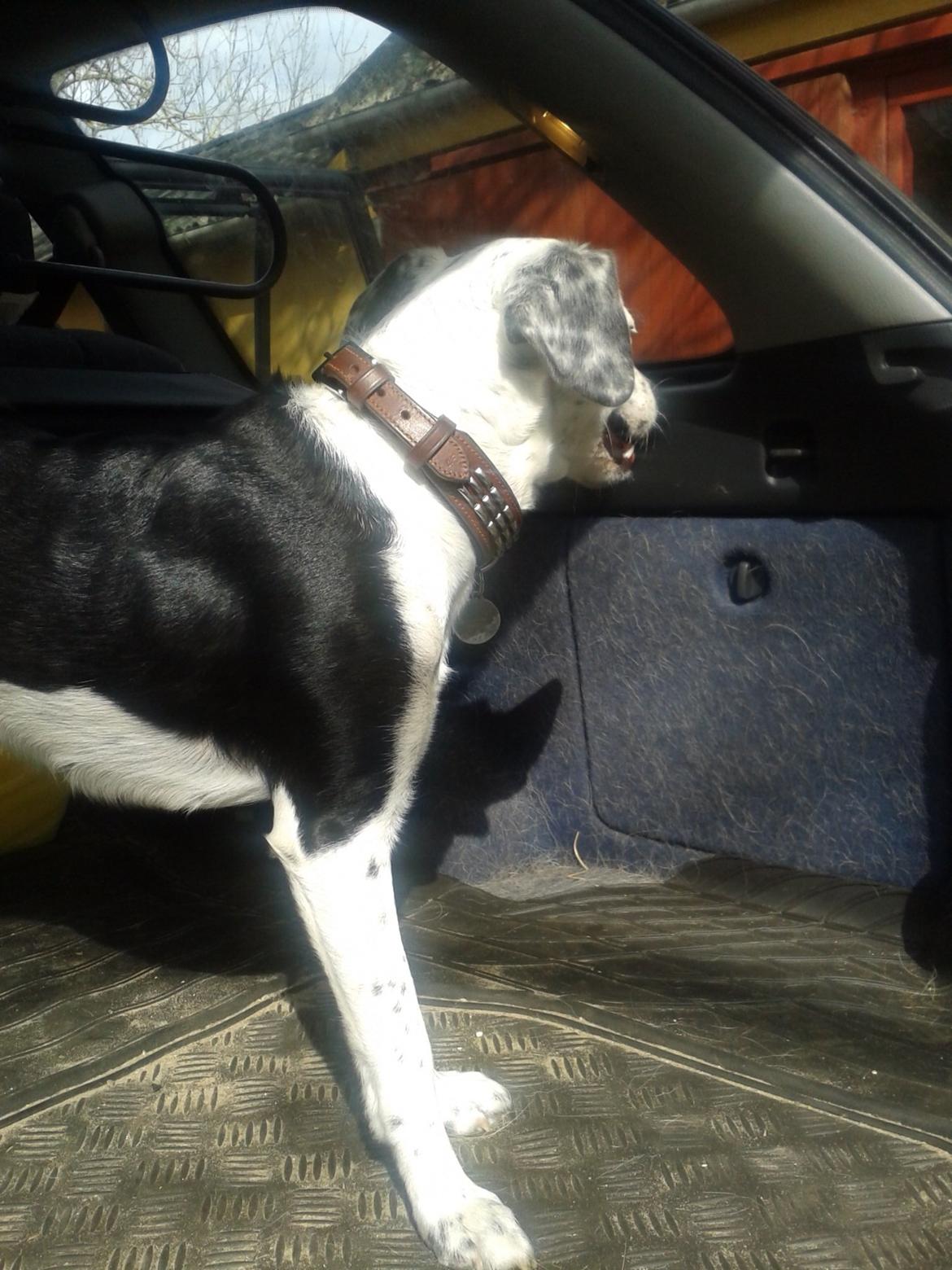 Blanding af racer Mille billede 7