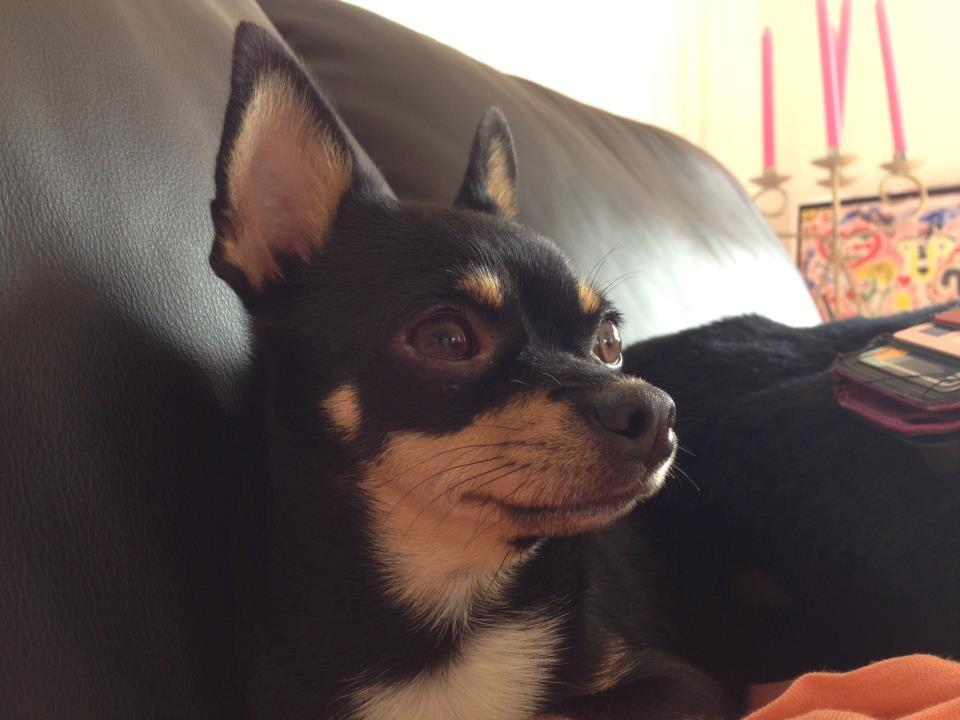 Chihuahua Dolly billede 1