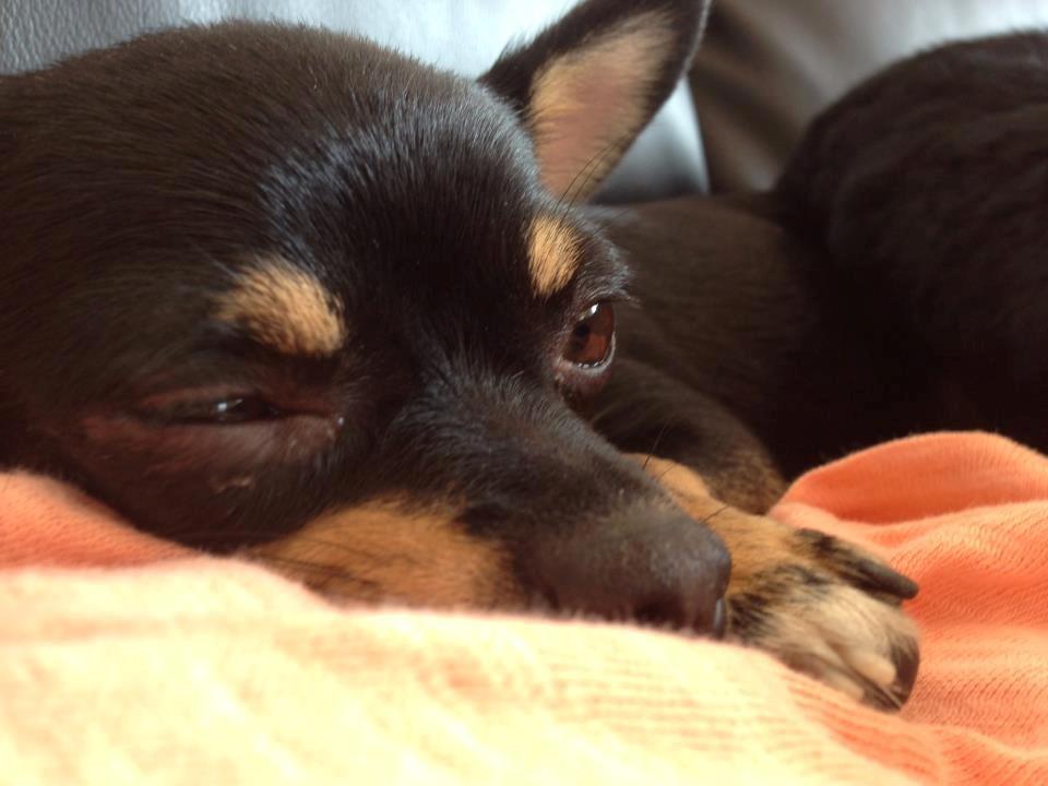 Chihuahua Dolly billede 2