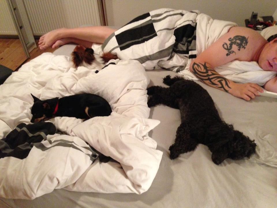 Chihuahua Dolly billede 3