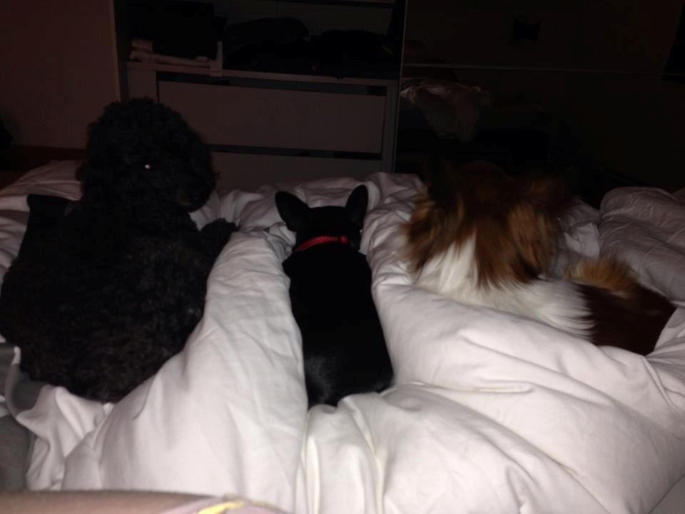 Chihuahua Dolly billede 4