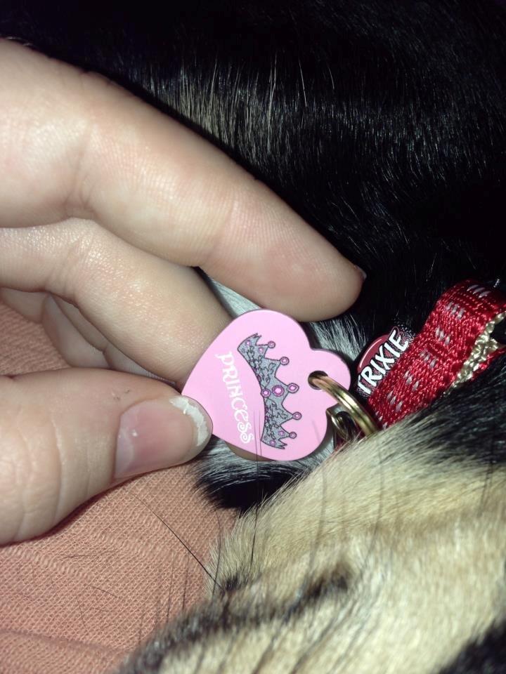 Chihuahua Dolly billede 5