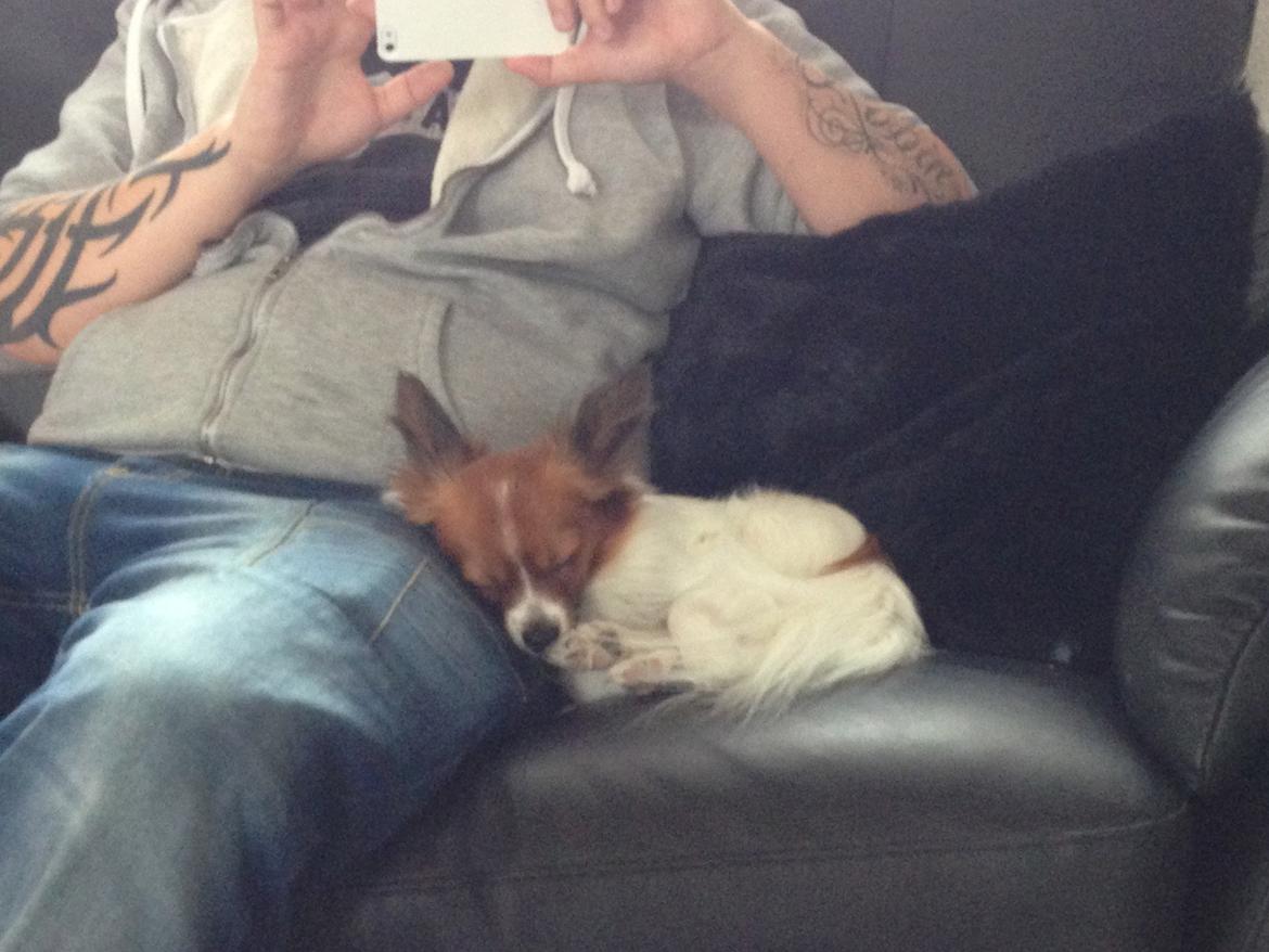 Blanding af racer Pappi billede 10