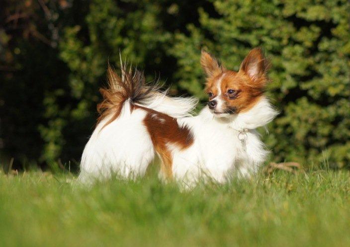 Blanding af racer Pappi billede 1