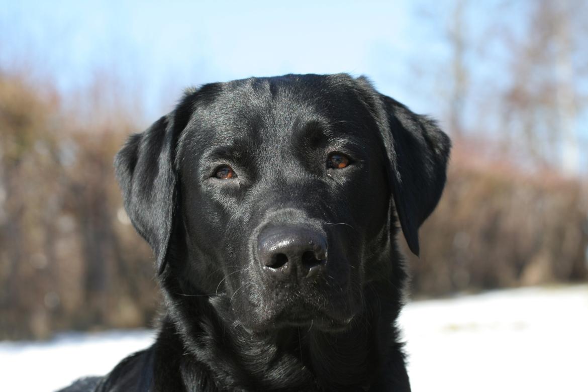 Labrador retriever Blackboys Kenzo - velkommen til Kenzos profil billede 2