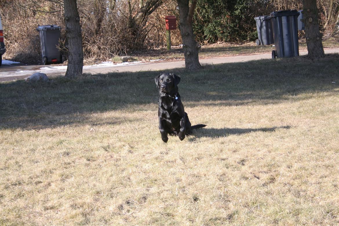 Labrador retriever Blackboys Kenzo - fotårs træning billede 5